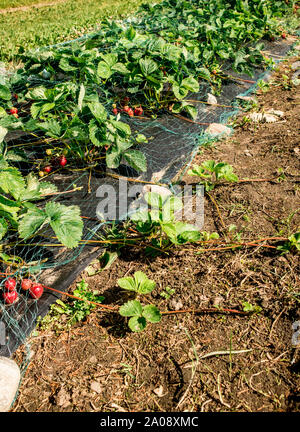 Nouveaux fraisiers sont de plus en plus à côté du champ à la maison jardin. Les coureurs peuvent être fixés vers le bas pour les encourager à prendre racine coupé et planté. Banque D'Images