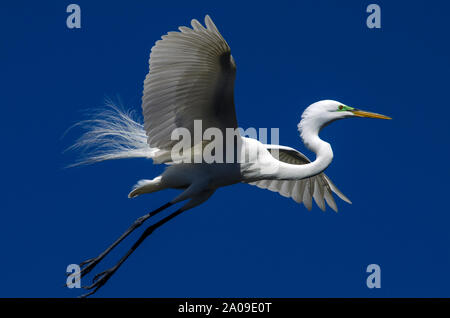 Aigrette en vol sur St Augustine Banque D'Images