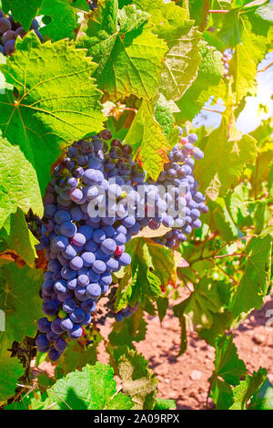 Grappes de Pinot noir dans une vigne. Un cépage rouge variété de l'espèce Vitis vinifera. Banque D'Images