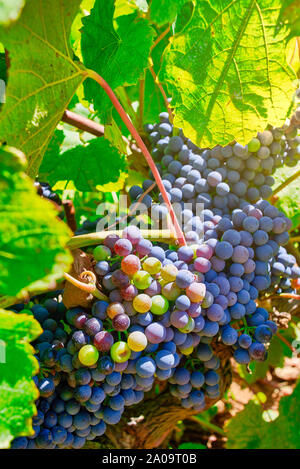 Bouquet de Pinot noir dans une vigne. Un cépage rouge variété de l'espèce Vitis vinifera. Banque D'Images