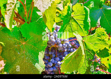 Bouquet de Pinot noir dans une vigne. Un cépage rouge variété de l'espèce Vitis vinifera. Banque D'Images