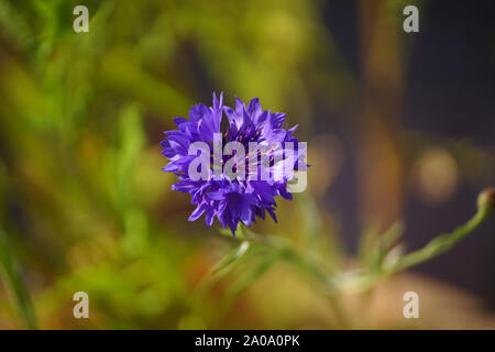 Fleurs colorées, fleurs sauvages colorées, fond vert, bleu, fleur, Centaurea cyanus Bleuet sauvage Banque D'Images