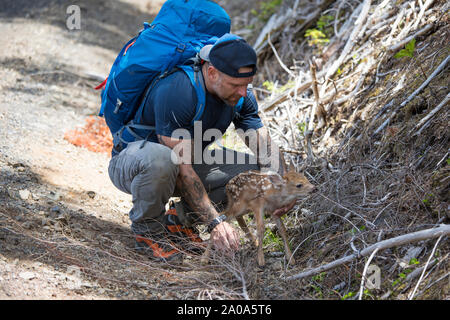 Randonnées sur le mont Chauve dans le nord des Cascades. Banque D'Images