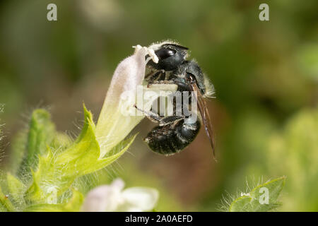 Femelle Bleue abeille maçonne avec du pollen sur la tête, montrant comment des abeilles solitaires sont sous-apprécié, les insectes d'importance économique. Banque D'Images