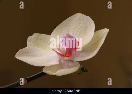 Un gros plan d'une orchidée papillon blanc Banque D'Images