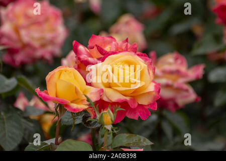 Jardin des Roses avec divers roses (red rose, rose jaune, rose blanche, rose rose, rose, violet, rouge orange rose rose blanche), des fleurs colorées Banque D'Images