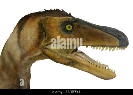 Portrait d'un carnivore et dangereux velociraptor isolé sur fond blanc avec de grandes dents et bouche ouverte Banque D'Images