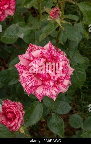 Jardin des Roses avec divers roses (red rose, rose jaune, rose blanche, rose rose, rose, violet, rouge orange rose rose blanche), des fleurs colorées Banque D'Images