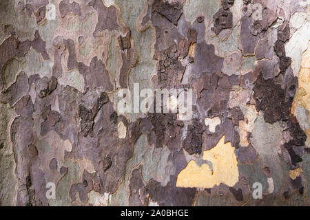 Close-up du camouflage de la texture de fond American Sycamore Tree bark (Platanus occidentalis) Banque D'Images