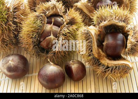 Un petit groupe de châtaignes à partir d'un lion. Le fruit est contenu dans une cupule épineuse et très forte également appelé bur ou de bavures. Banque D'Images