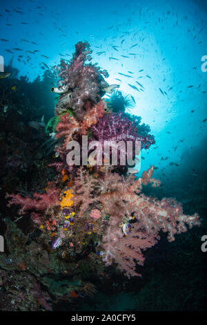 Les coraux mous multicolores se développer sur un récif de corail à Raja Ampat, en Indonésie. Cette région tropicale est connue pour son incroyable biodiversité marine. Banque D'Images