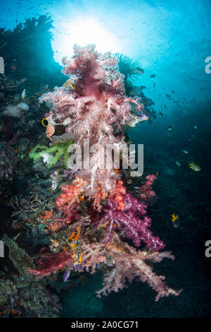 Les coraux mous multicolores se développer sur un récif de corail à Raja Ampat, en Indonésie. Cette région tropicale est connue pour son incroyable biodiversité marine. Banque D'Images