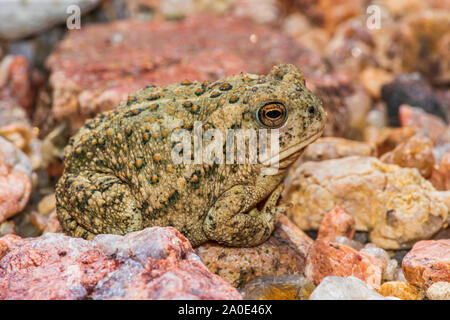 Le Crapaud de Woodhouse jeunes minuscule à peine deux pouces de longueur se trouve dans la zone de sable près de East Plum Creek, Castle Rock Colorado nous. Photo prise en septembre. Banque D'Images