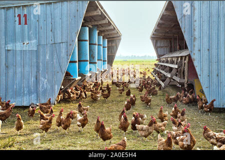 Poules "domestique", la production d'œufs biologiques, portable chicken house. Banque D'Images