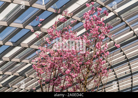 Singapour - Mars 22, 2019 : Jardins, près de la baie, le Dome fleur gros plan de rose japonais. Les fleurs de cerisier avec plafond de verre de la coupole sur eux. Banque D'Images