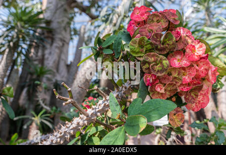 Singapour - Mars 22, 2019 : Jardins, près de la baie, le Dôme de fleurs. Libre de fleurs de couronne d'Épines Euphorbia milii, et fleurs vertes et épineuses Banque D'Images