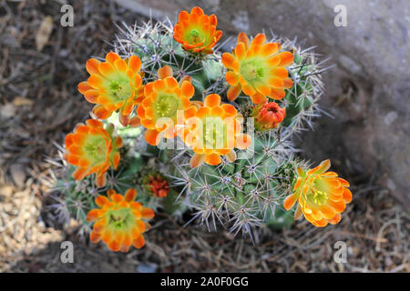 Fleurs jaune orange blooming sur hedgehog cactus dans le désert. Les épines pointues de cactus fleurs surround. Kingcup claretcup ou (cactus echinocereus tri Banque D'Images