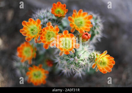 Fleurs jaune orange blooming sur hedgehog cactus dans le désert. Épines de cactus sont in soft focus en arrière-plan. Kingcup claretcup echinocer (cactus ou Banque D'Images