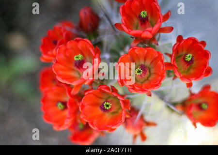 Les fleurs rouges fleurs sur hedgehog cactus dans le désert libre. Kingcup claretcup ou (cactus echinocereus triglochidiatus). Banque D'Images