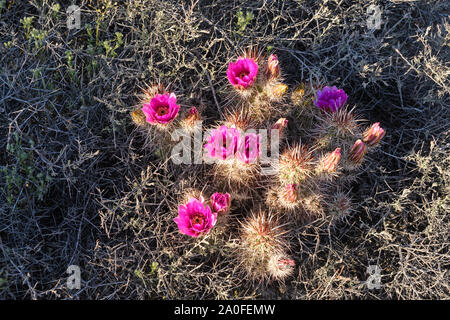 Fleurs de cactus de castor dans le désert de Sonora de Joshua Tree National Park en Californie Banque D'Images