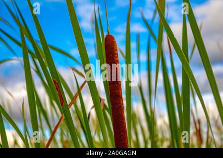Les quenouilles et les roseaux poussent dans une zone marécageuse d'un lac. Banque D'Images