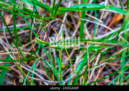 L'est une vue de près est harvestman de derrière comme il se trouve dans l'herbe. Le modèle sur l'abdomen de l'araignée est bien en vue. Banque D'Images