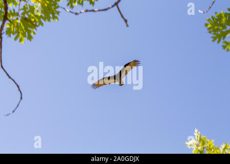 Un urubu vole frais généraux, contre un ciel bleu avec les feuilles des arbres au bord de l'armature. Banque D'Images