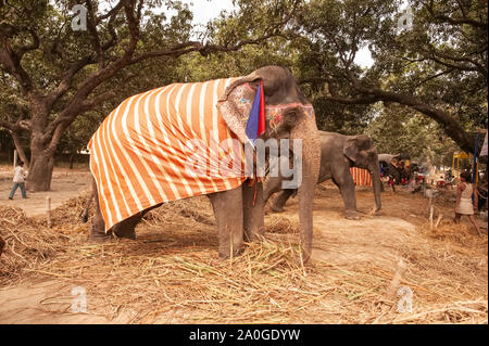 Sonepur,Animal,juste, dans la plantation d'arbres,magoe,ligne,ombre ,de,apprivoisé,éléphants,exposé ,pour ,vente, sur un espace ouvert, au confluent des rivières,,Ganga,fils,Asia's, Banque D'Images