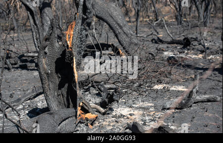 Après l'incendie, les arbres gris et morts. Pris dans la Pampa, en Argentine. Banque D'Images