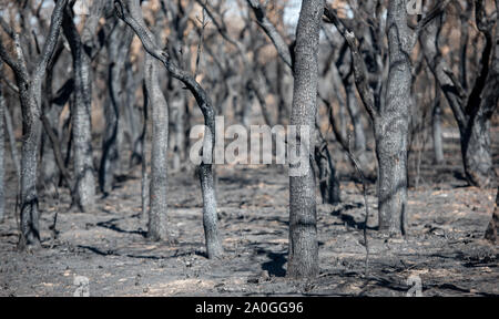 Après l'incendie, les arbres gris et morts. Pris dans la Pampa, en Argentine. Banque D'Images