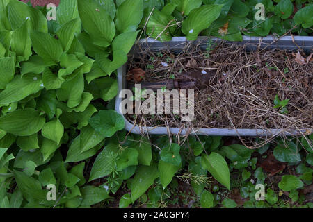 Un long négligé et la rouille du semoir parmi les mauvaises herbes truelle prêt à être utilisé de nouveau pour la prochaine saison de printemps. Banque D'Images