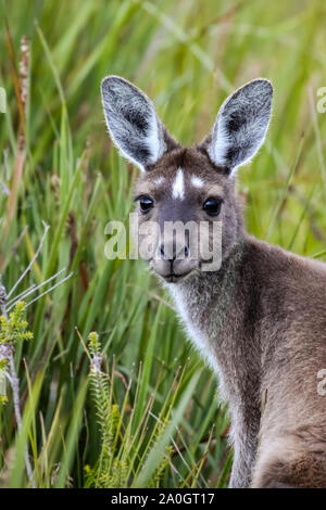 Close up d'un kangourou gris de l'Ouest, en face, fond vert, Walpole Nornalup National Park, Australie occidentale Banque D'Images