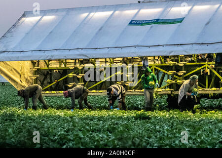 Rufford, Lancashire. Météo britannique. 20e Septembre, 2019. Bien sec, tôt le matin, départ pour les ramasseurs de chou en Rufford. Les ressortissants de l'UE et les travailleurs migrants en milieu rural au début de la récolte des choux de Lancashire en nocturne à l'aube à l'aide de machines ou d'BRIMAPack pour automatiser le classement des légumes dans l'industrie agricole et alimentaire. Savoir quand prendre le chou est particulièrement important si l'on prévoit de la pluie. Têtes matures peuvent être séparés par des pluies excessives ou plus de l'arrosage, les rendant immangeable. La récolte doit se faire avant la pluie a une chance d'endommager la récolte. /AlamyLiveNews MediaWorldImages crédit ; Banque D'Images
