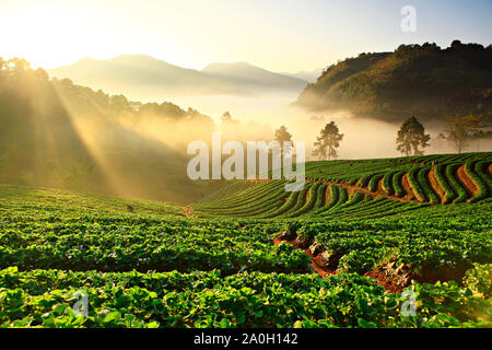 Matin brumeux de fraisier à Doi Ang Khang Mountain, chiang mai Thaïlande Banque D'Images