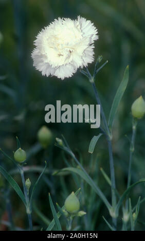 Seul oeillet blanc (Dianthus caryophyllus) Banque D'Images