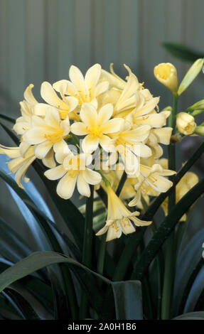 CLIVIA MINIATA 'CREAM DREAM' Banque D'Images