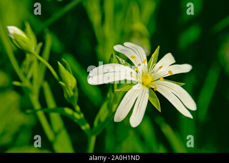 Gros plan d'une belle fleur blanche, addersmeat point sélective avec le fond flou.Aussi connu comme une plus grande ou Stellaria holostea stellaire Banque D'Images