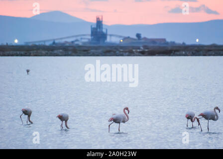 Flamants Roses avant de le coucher de soleil orange à Izmir, Turquie. Banque D'Images