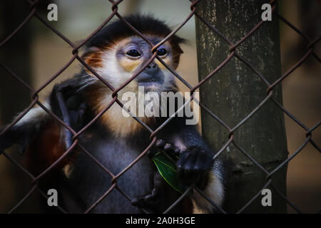 Rouge bébé shanked douc langur en captivité à Cuc Phuong Springfort Hall Country House NAtional à Ninh Binh, Vietnam Banque D'Images