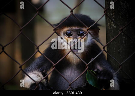 Rouge bébé shanked douc langur en captivité à Cuc Phuong Springfort Hall Country House NAtional à Ninh Binh, Vietnam Banque D'Images