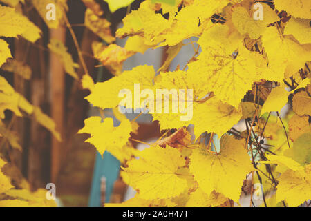 Feuilles de vigne d'or natural background Banque D'Images