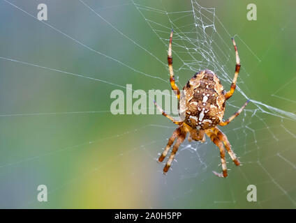 Jardin de couleurs vives (araignée Araneus diadematus Cross) en attente d'une proie dans le centre de c'est site web Banque D'Images