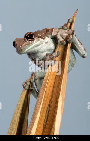 Golden Mission-eyed Tree Frog (Trachycephalus resinifictrix) Banque D'Images