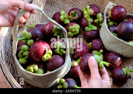 La sélection des mains de femme Vue de dessus ou Garcinia mangostana mangoustan frais pour le sac à main, sorte de fruits tropicaux vietnamiens saisonniers que juteux, deliciou Banque D'Images
