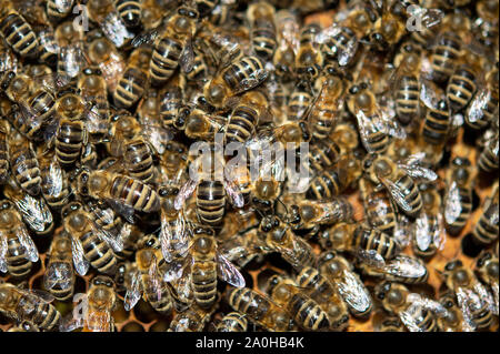 Stuttgart, Allemagne. 19 Sep, 2019. Les abeilles s'asseoir sur un peigne. Crédit : Sébastien Gollnow/dpa/Alamy Live News Banque D'Images