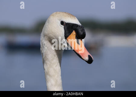 La tête d'un cygne sur un cou close-up Banque D'Images