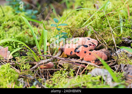 Hydnellum peckii - champignon dans la forêt moussue Banque D'Images