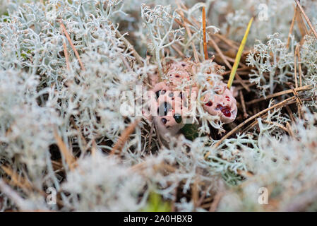 Hydnellum peckii - champignon dans la forêt moussue Banque D'Images