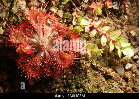 Sundew Drosera ou tokaiensis est plante piège de minuscules insectes sont avec du mucus Banque D'Images