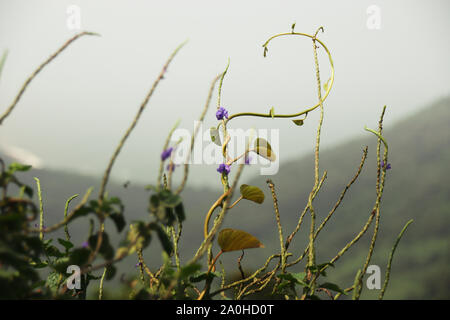 Vignes avec fleurs de lavande atteignant le ciel contre un fond de montagne brumeux qui signale l'arrivée de la saison de printemps Banque D'Images